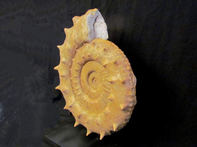 Large Collotia oxyptychoides - callovian - France