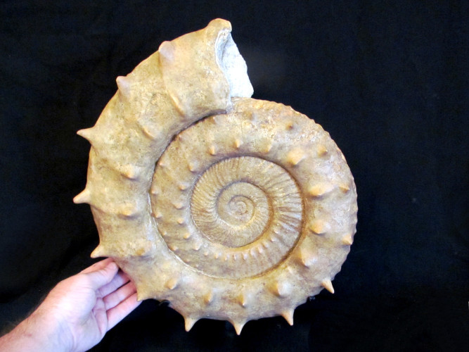 Large Collotia oxyptychoides - callovian - France