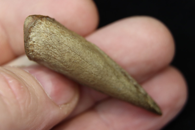 Real T-rex claw - Hell Creek fmt - S. Dakota, USA