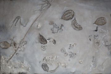 Dalmanites , Protolaster,...