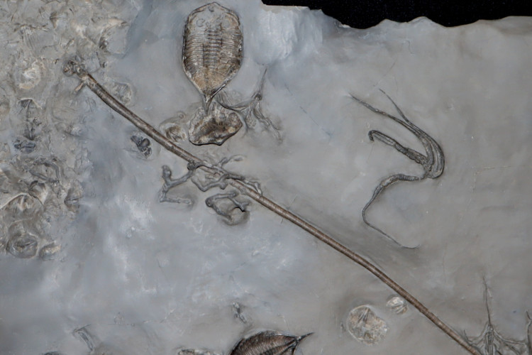 Dalmanites , Protolaster, Dendrocrinus, Hallopora, Striispirifere - SILURIAN - Middleport, New York, USA