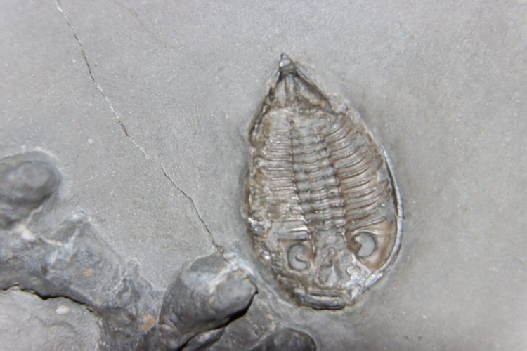 Dalmanites , Protolaster, Dendrocrinus, Hallopora, Striispirifere - SILURIAN - Middleport, New York, USA