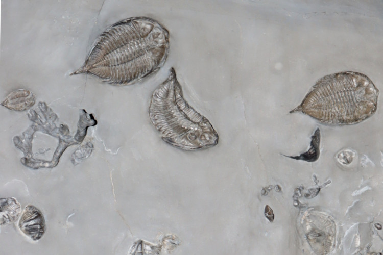 Dalmanites , Protolaster, Dendrocrinus, Hallopora, Striispirifere - SILURIAN - Middleport, New York, USA
