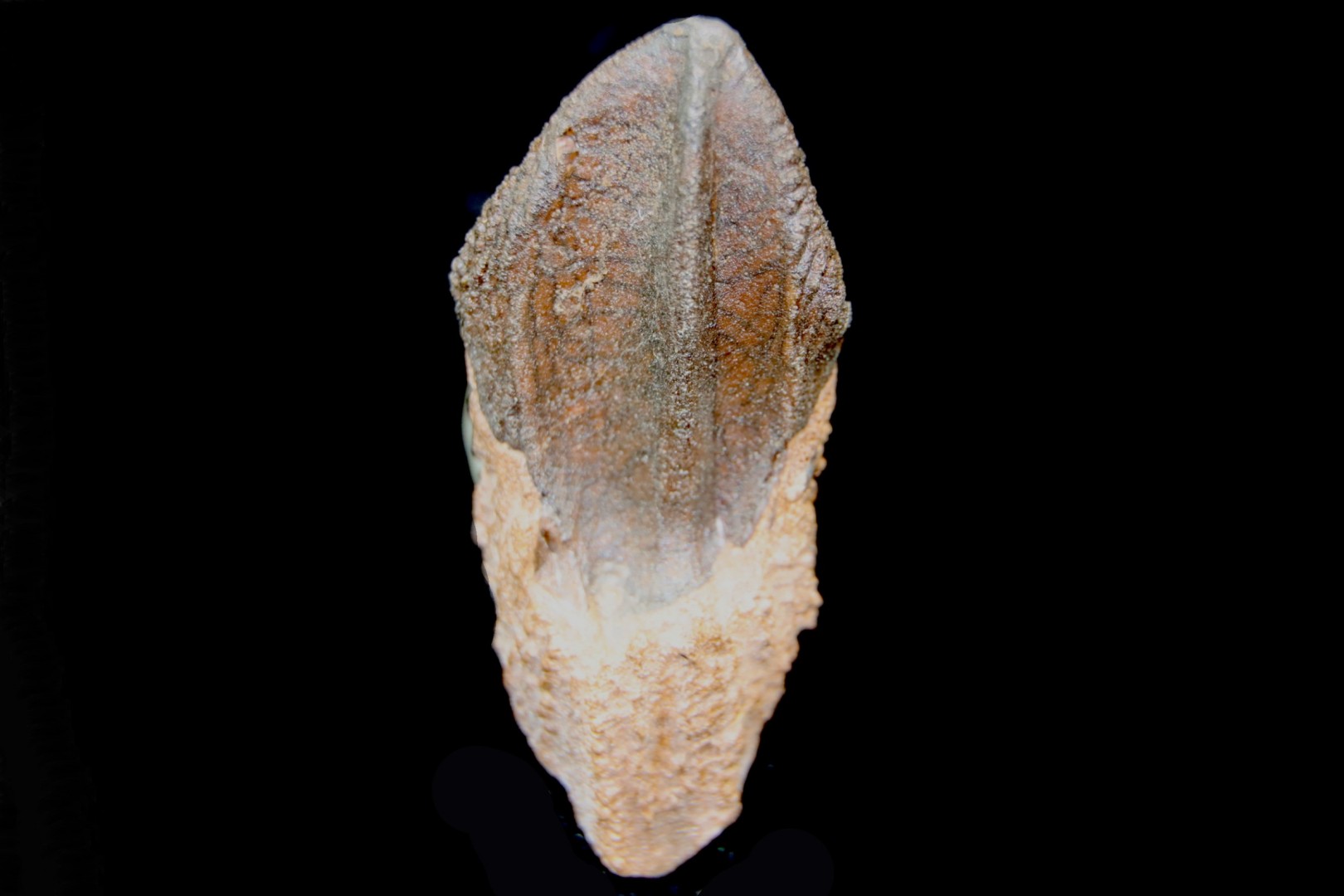 Big sizeTriceratops horridus tooth