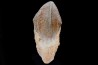 Big sizeTriceratops horridus tooth
