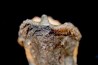 Big sizeTriceratops horridus tooth