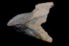Big sizeTriceratops horridus tooth