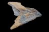 Big sizeTriceratops horridus tooth