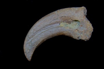 Rare oviraptorosaur manus...