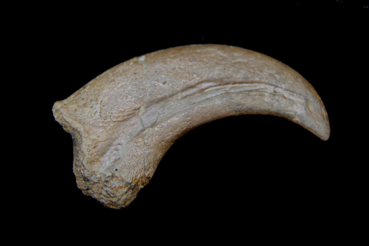 Rare oviraptorosaur manus claw - Hell Creek fmt - USA