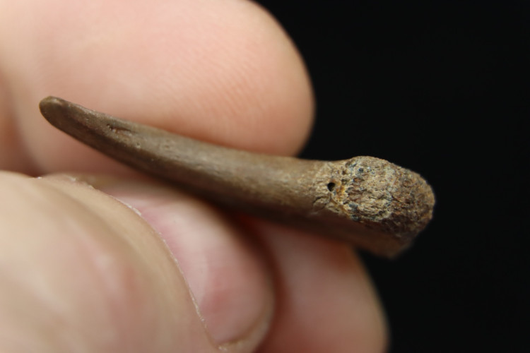 Rare oviraptorosaur manus claw - Hell Creek fmt - USA