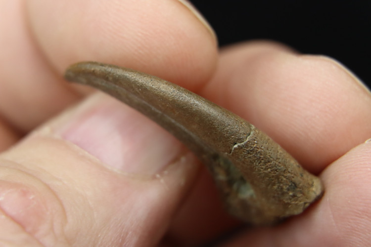 Rare oviraptorosaur manus claw - Hell Creek fmt - USA