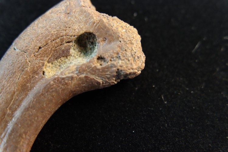 Rare oviraptorosaur manus claw - Hell Creek fmt - USA