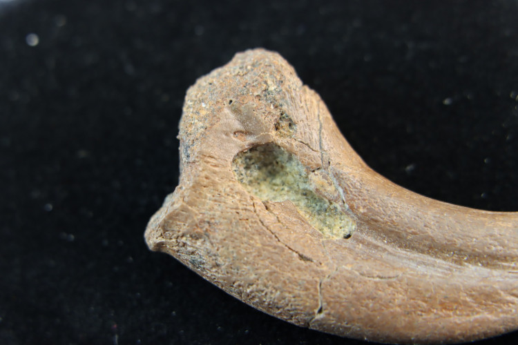 Rare oviraptorosaur manus claw - Hell Creek fmt - USA