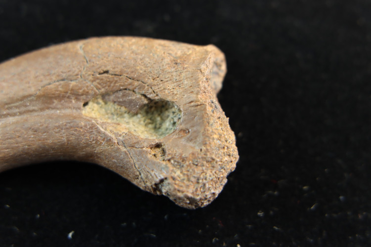 Rare oviraptorosaur manus claw - Hell Creek fmt - USA
