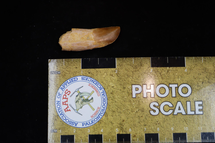 Very rare dinosaur Chenanisaurus - maastrichtian - Morocco