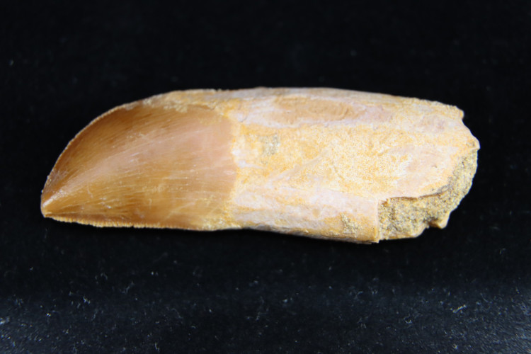 Very rare dinosaur Chenanisaurus - maastrichtian - Morocco