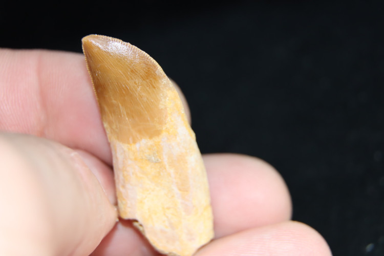 Very rare dinosaur Chenanisaurus - maastrichtian - Morocco