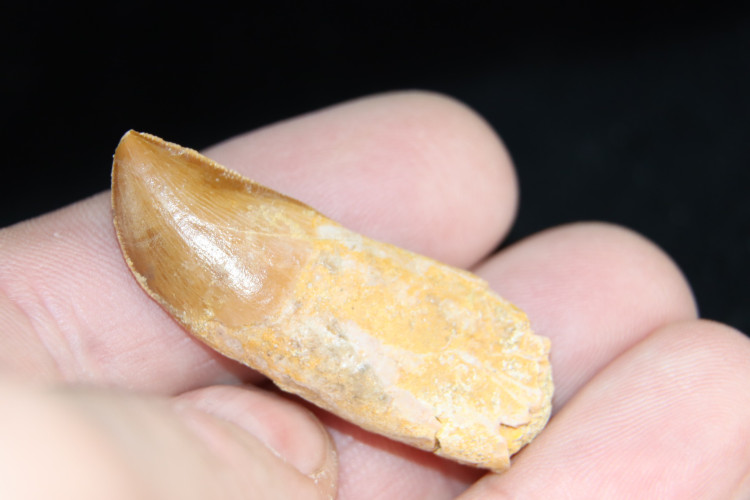 Very rare dinosaur Chenanisaurus - maastrichtian - Morocco