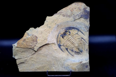 Very big Olenellus Fremonti