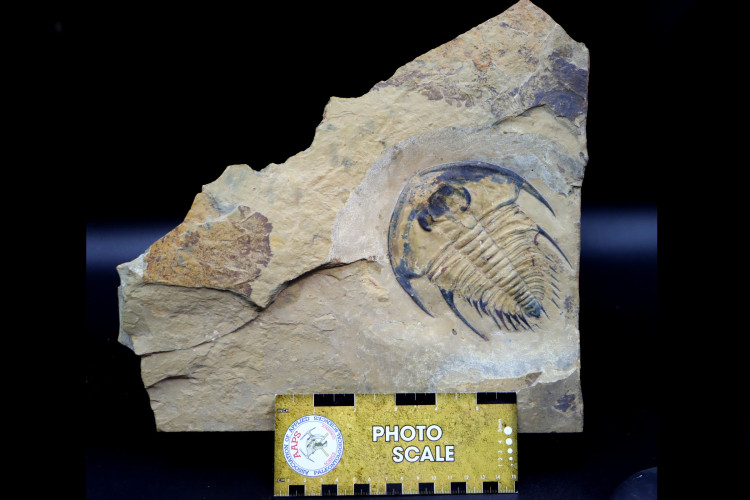 Very big Olenellus Fremonti