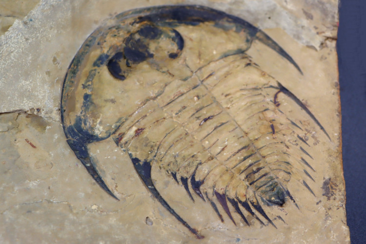 Very big Olenellus Fremonti