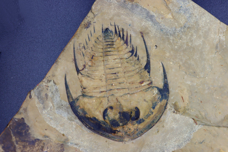 Very big Olenellus Fremonti