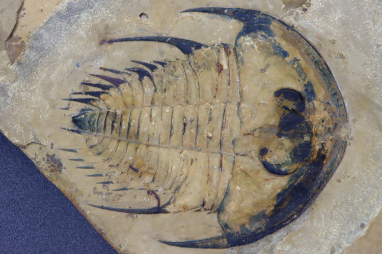 Very big Olenellus Fremonti