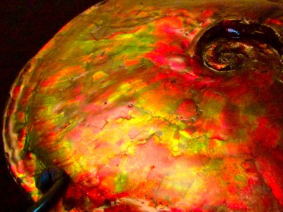 Placenticeras ammolite - Bearpaw Shale fmt, Alberta, Canada