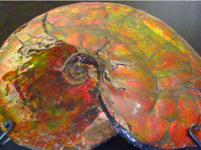 Placenticeras ammolite - Bearpaw Shale fmt, Alberta, Canada