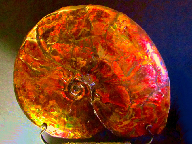 Placenticeras ammolite - Bearpaw Shale fmt, Alberta, Canada