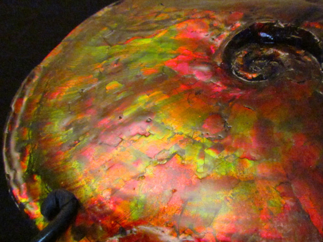 Placenticeras ammolite - Bearpaw Shale fmt, Alberta, Canada