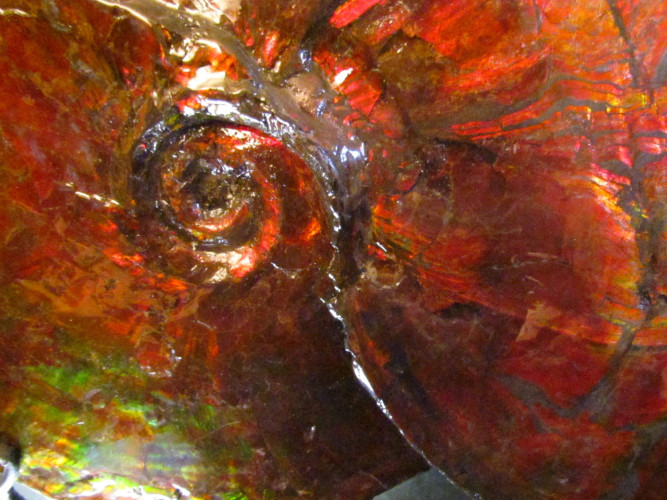 Placenticeras ammolite - Bearpaw Shale fmt, Alberta, Canada