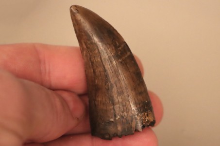 T-Rex tooth