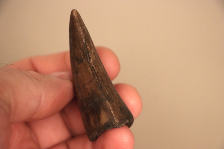 T-Rex tooth