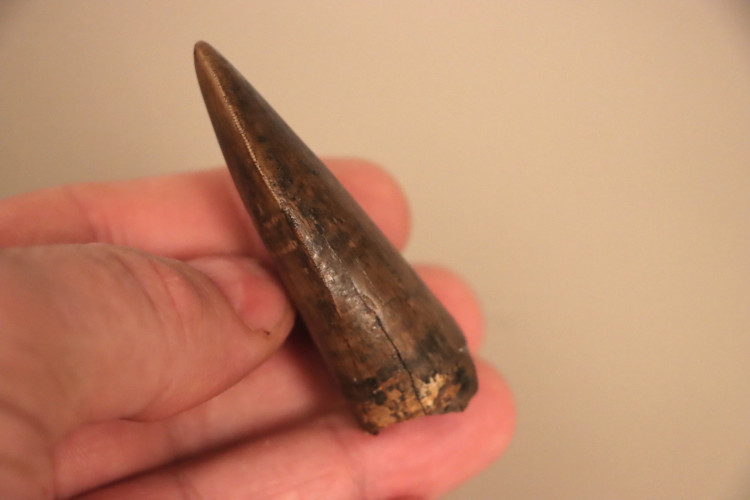 T-Rex tooth