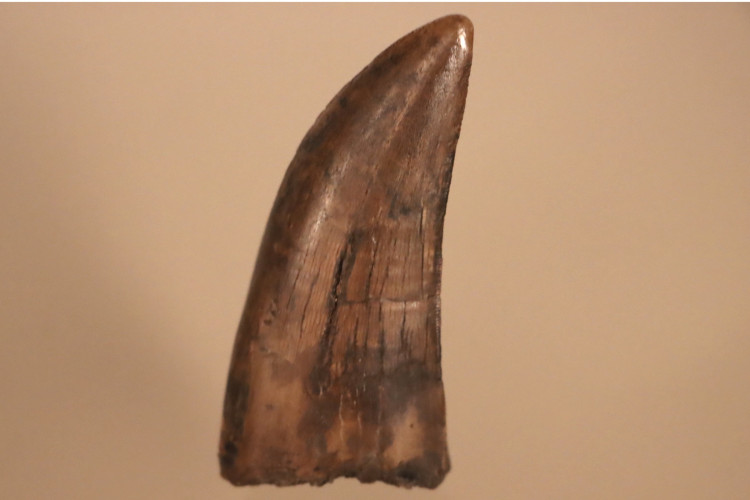 T-Rex tooth