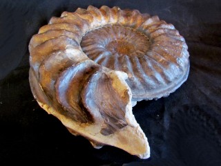 mortoniceras inflatum - Cap...