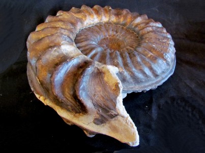 mortoniceras inflatum - Cap de la Hève - FRANCE