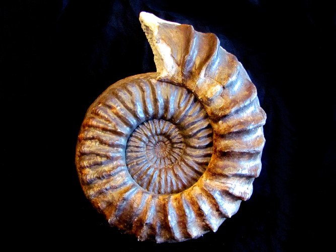 mortoniceras inflatum - Cap de la Hève - FRANCE