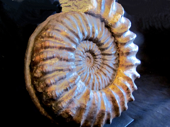 mortoniceras inflatum - Cap de la Hève - FRANCE