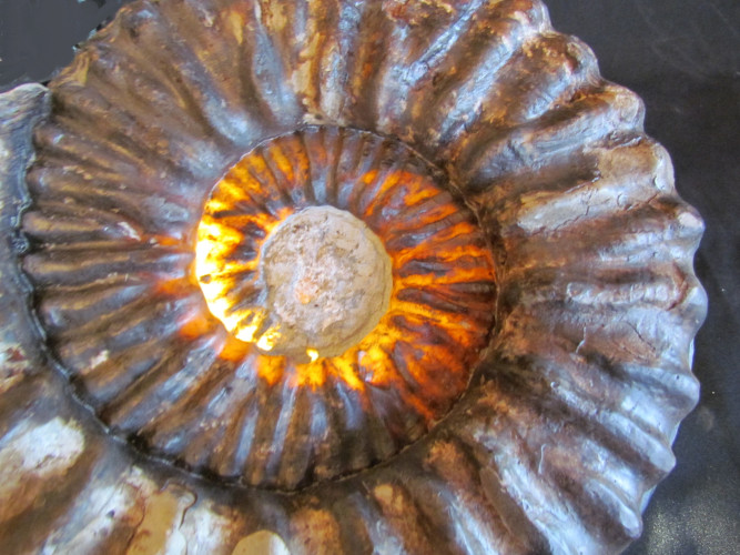 mortoniceras inflatum - Cap de la Hève - FRANCE