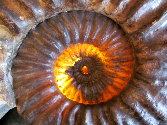 mortoniceras inflatum - Cap de la Hève - FRANCE