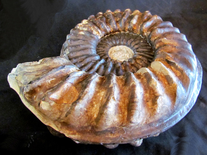 mortoniceras inflatum - Cap de la Hève - FRANCE