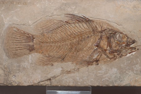 Eolates gracilis - Monte Bolca, Italia