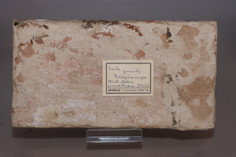 Eolates gracilis - Monte Bolca, Italia