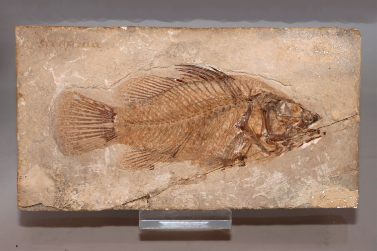 Eolates gracilis - Monte Bolca, Italia