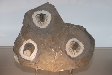 Slab with 2 acanthopyges...