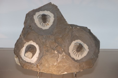 Slab with 2 acanthopyges and 1 harpes - eifelian from Jorf