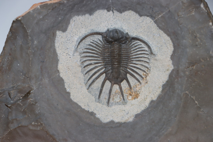 Slab with 2 acanthopyges and 1 harpes - eifelian from Jorf